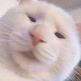 แมวววววววววว