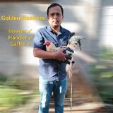 Golden Slashers