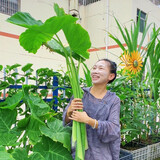 xiaosadelinglingya