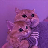 bili_1439268880