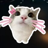 KUCHO PUCHO