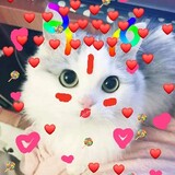 ชาบูหมูกระทะ