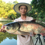 wuyadiaoyu