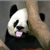 yuebanxiong___xp