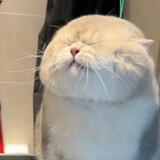 yayeweishu