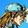 jp_chariot