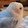 noshi_03