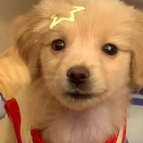 xiao___haimeihuijia