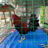 Vvp mabalasik 25