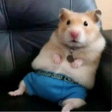 Hamster Underwar