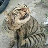 xudongnanchahuahui
