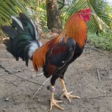 EPG.Gamefowl
