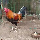 BDJBackyard
