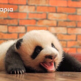 zhuelongpaoxiaozhu