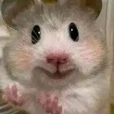 haimianbaobaoliulier