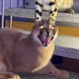 AngryFloppy