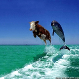 LooneyCow