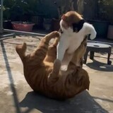 battlefield1tm