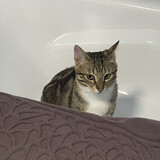 miaomimiaomihong_