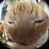 cat-anga