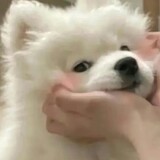 kaixincut