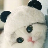 Anyaunicorn