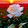 Md Shakib_9556