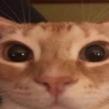 特爾瓦茲