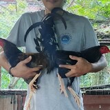 jybrink gamefowls