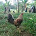 BatangSabungero13
