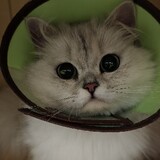___buli___xianqiu