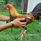 CMB GAMEFOWL