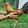CMB GAMEFOWL