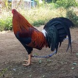 Alagaz Lemmor