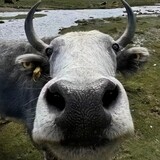 laoheiniu