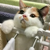 yitongli___inshi