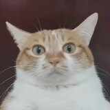 Wokebushishenmeapozhu