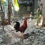 ADLGAMEFOWL