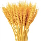 ____ongxiaomai