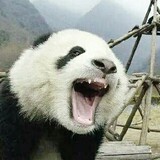 Xiongmaojituandongshizhang