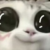 heymorot
