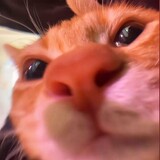 anei___meme
