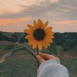 SunflowerMe_