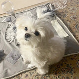 wutangwulongchadabei