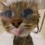 bbunny.97