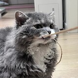 dongbeidagetaisuaila