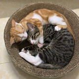 Miaomiaopifenghebingxiu