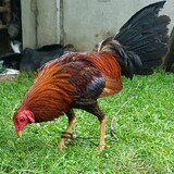 Manok_ni_Bong