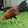 Manok_ni_Bong