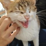 zhu_____qieguolvde